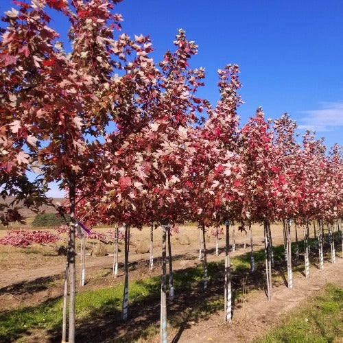 Acer x freemanii 'Autumn Fantasy' (Érable de Freeman ‘Autumn Fantasy’)