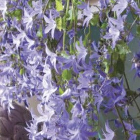 CAMPANULA portenschlagiana ‘Blue waterfall’