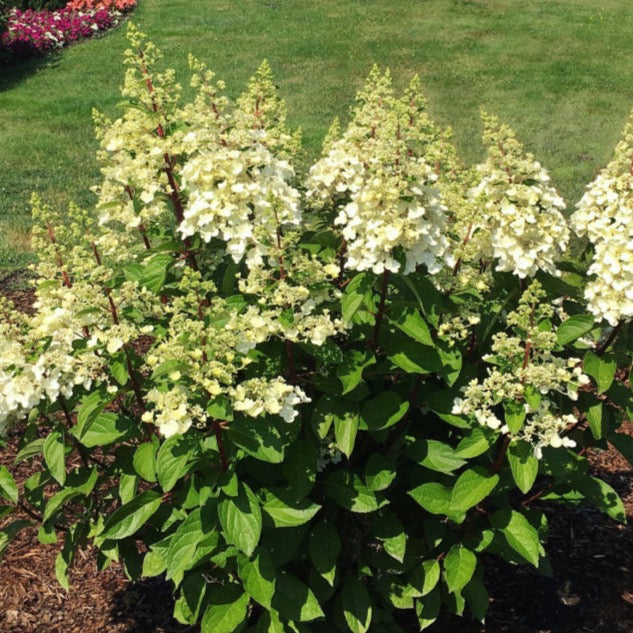 Hydrangea paniculata 'Candelabra' (Hydrangée Candelabra)