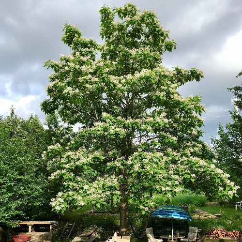 Catalpa speciosa (Catalpa de l’Ouest)