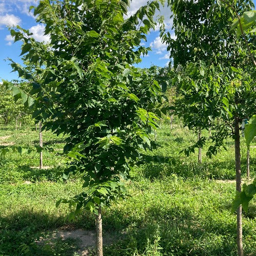 Celtis occidentalis (Micocoulier occidental)