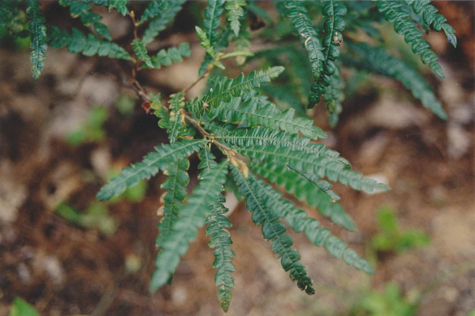 Comptonia peregrina (Comptonie voyageuse)