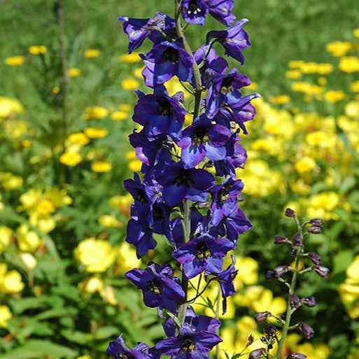 DELPHINIUM x Pacific Giant ‘Black Knight’