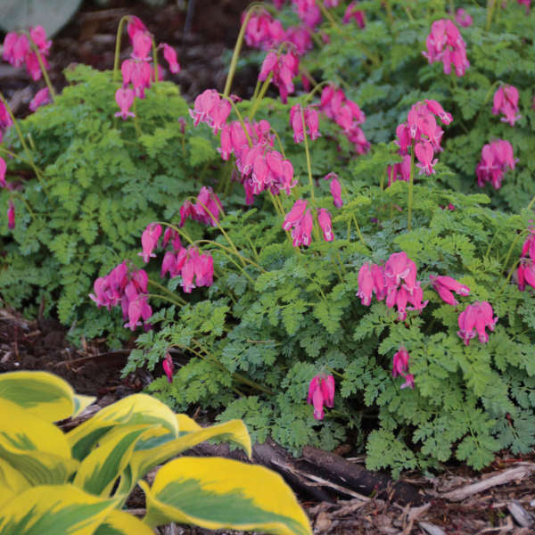 DICENTRA formosa ‘King of Hearts’