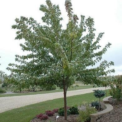 Acer saccharinum 'Silver Cloud' (Érable argenté ‘Silver Cloud’)