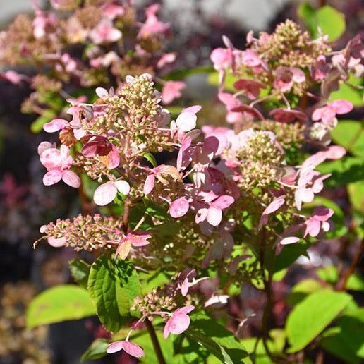 Hydrangea paniculata 'Fire and Ice' (Hydrangée paniculée 'Fire and Ice')