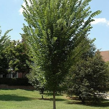 Ulmus americana 'Princeton' (Orme américain ‘Princeton’)