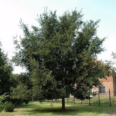 Ulmus 'Patriot' (Orme hybride ‘Patriot’)