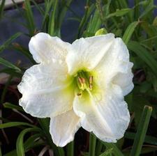 HEMEROCALLIS 'Precious d'oro'