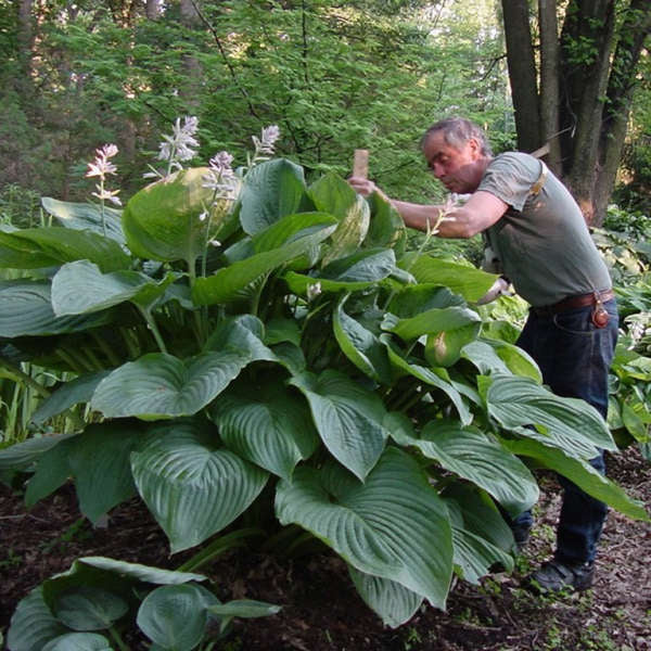 HOSTA ‘Empress Wu’