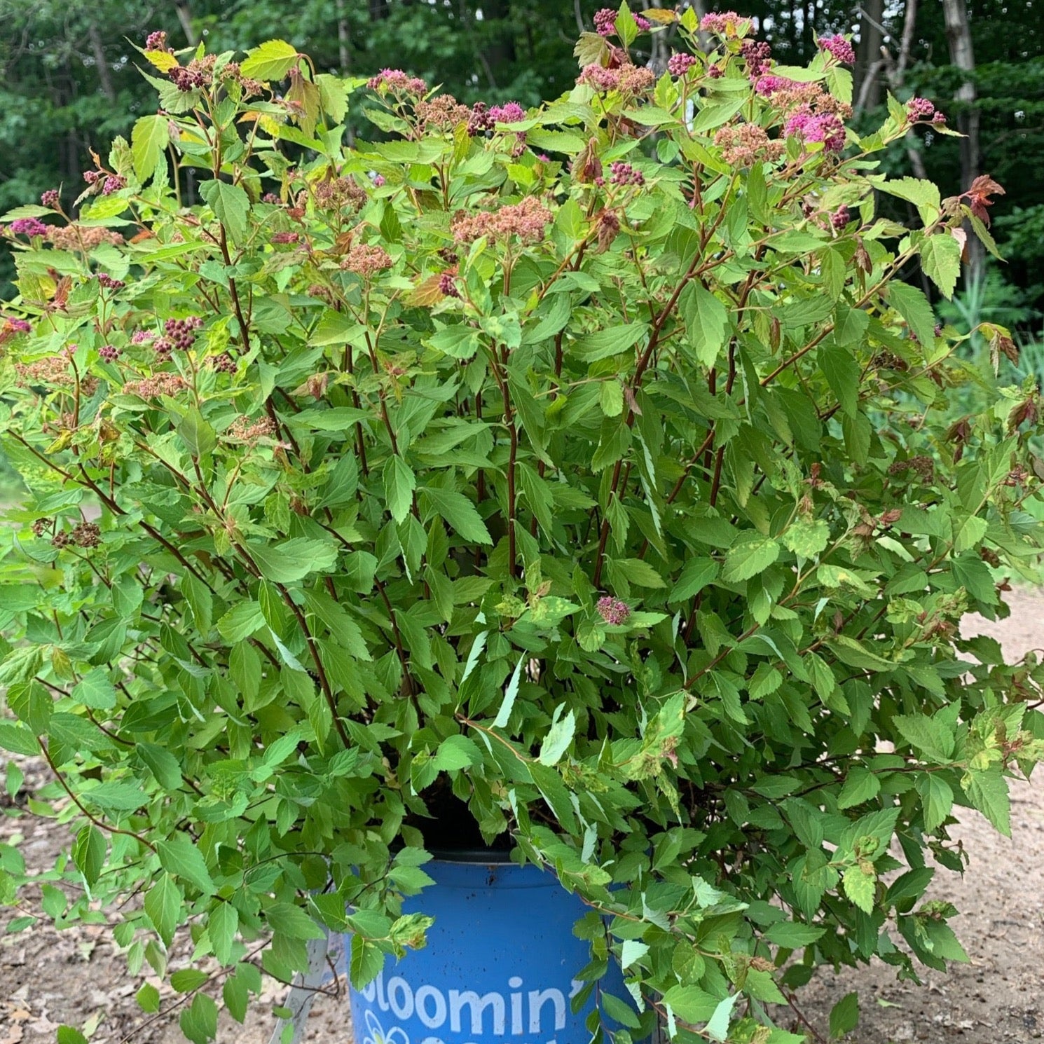 Spiraea japonica 'Rainbow Fizz' BE (Spirée japonaise ‘Rainbow Fizz’)