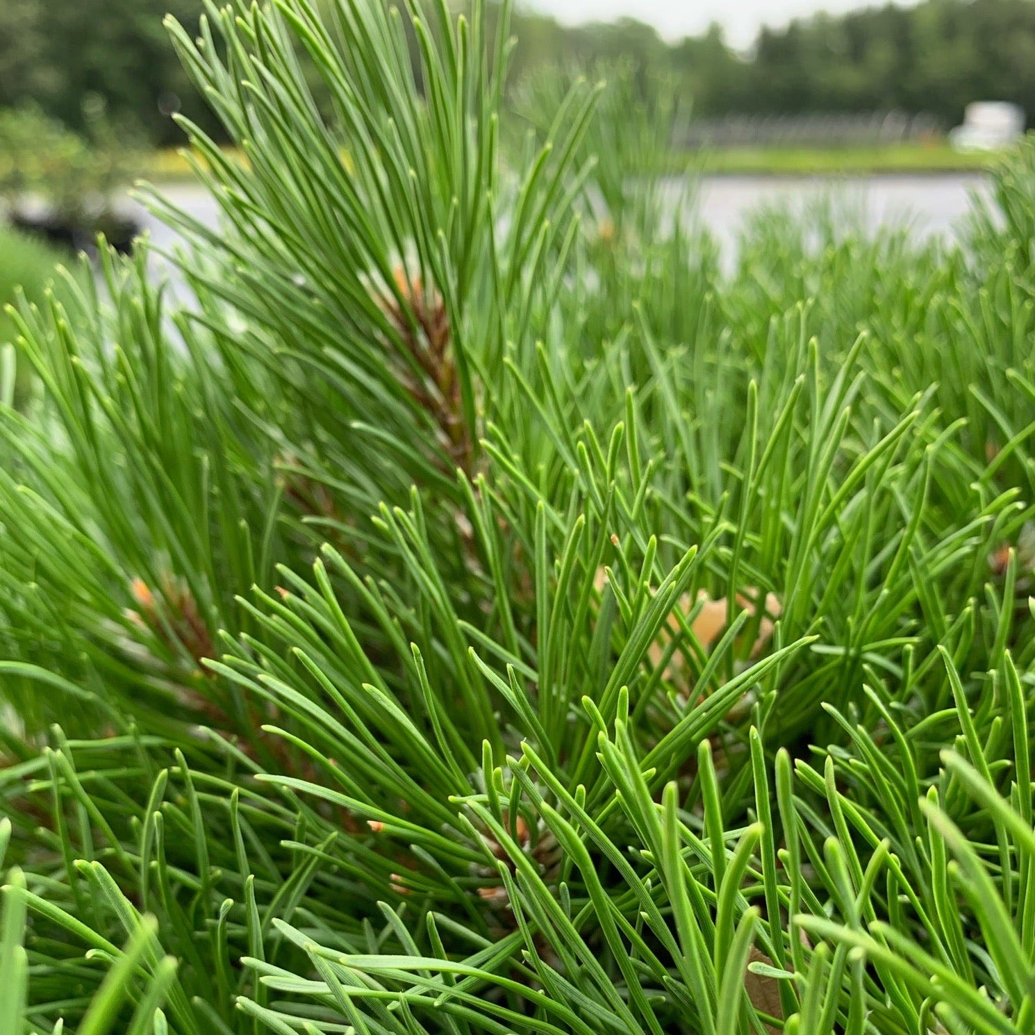 Pinus mugo var. pumilio (Pin des Montagnes)