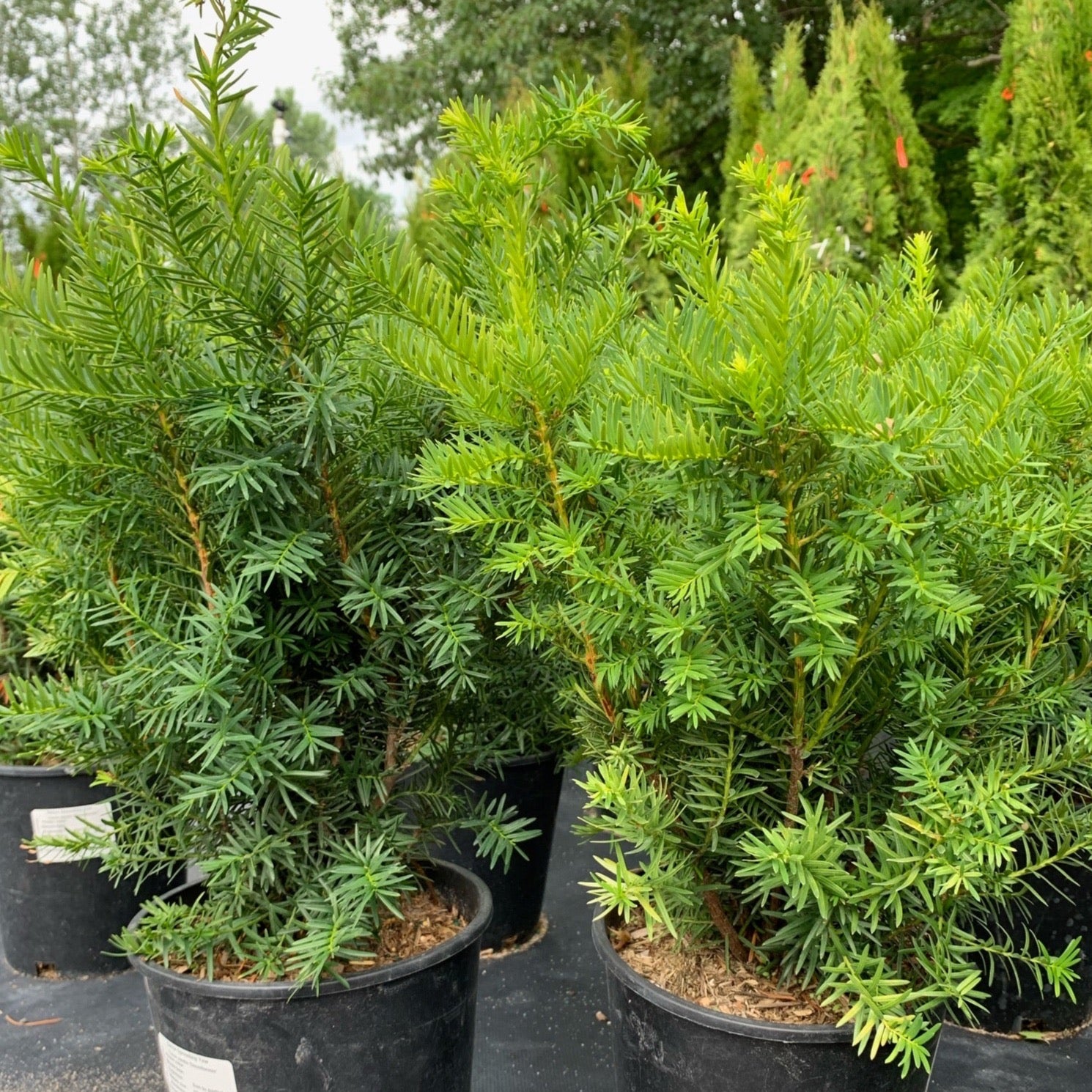 Taxus media 'Densiformis' (If étendu)