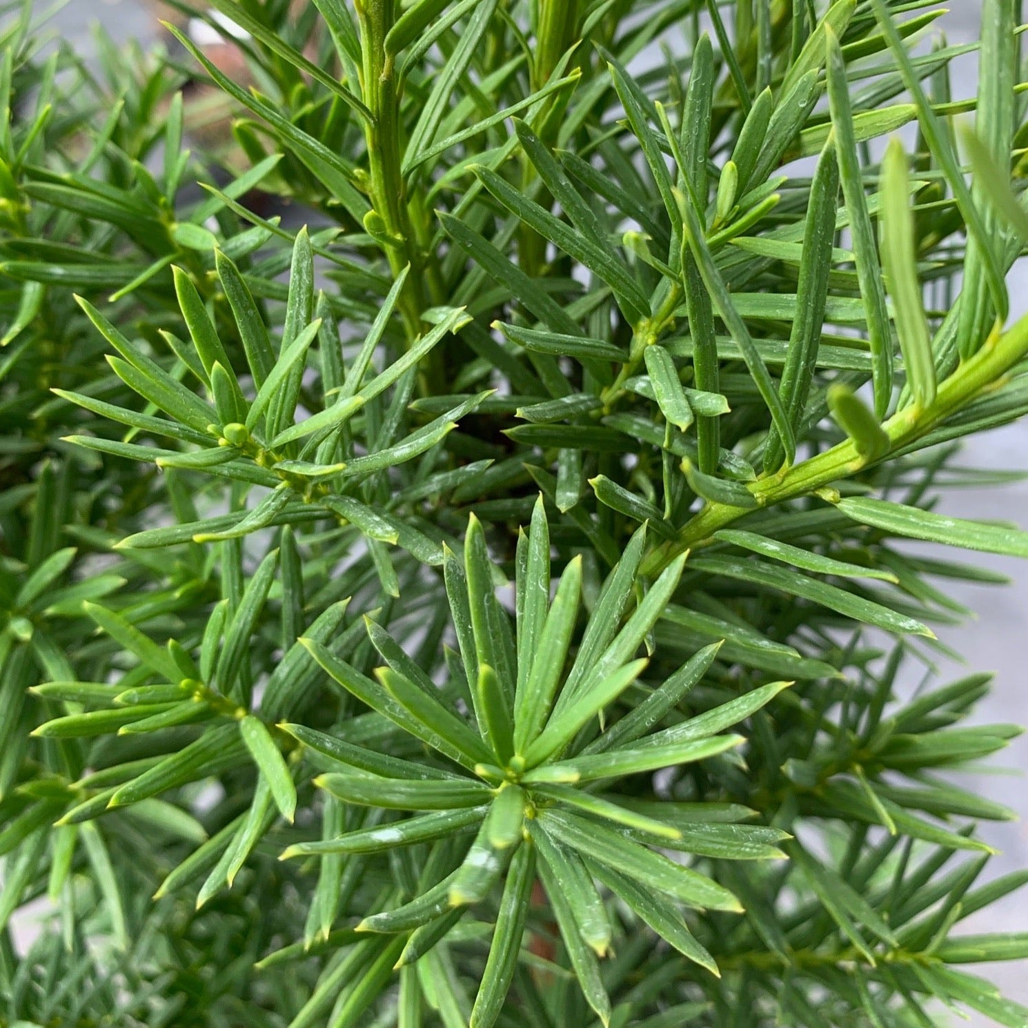 Taxus media 'Hicksii' (If ‘Hicksii’)