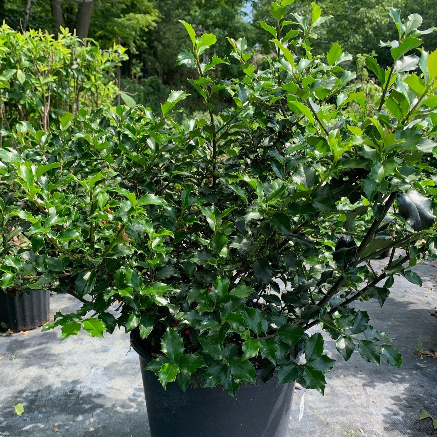 Ilex meserveae 'Blue Princess/Prince' (Houx ‘Blue Princess / Prince’)