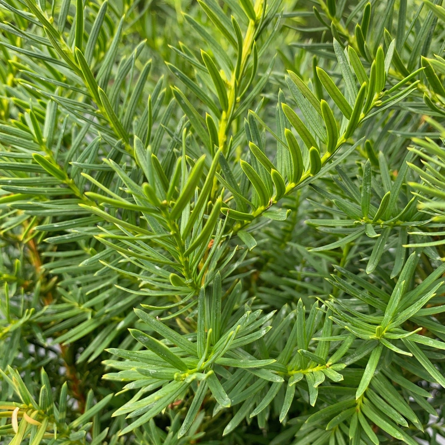 Taxus media 'Densiformis' (If étendu)