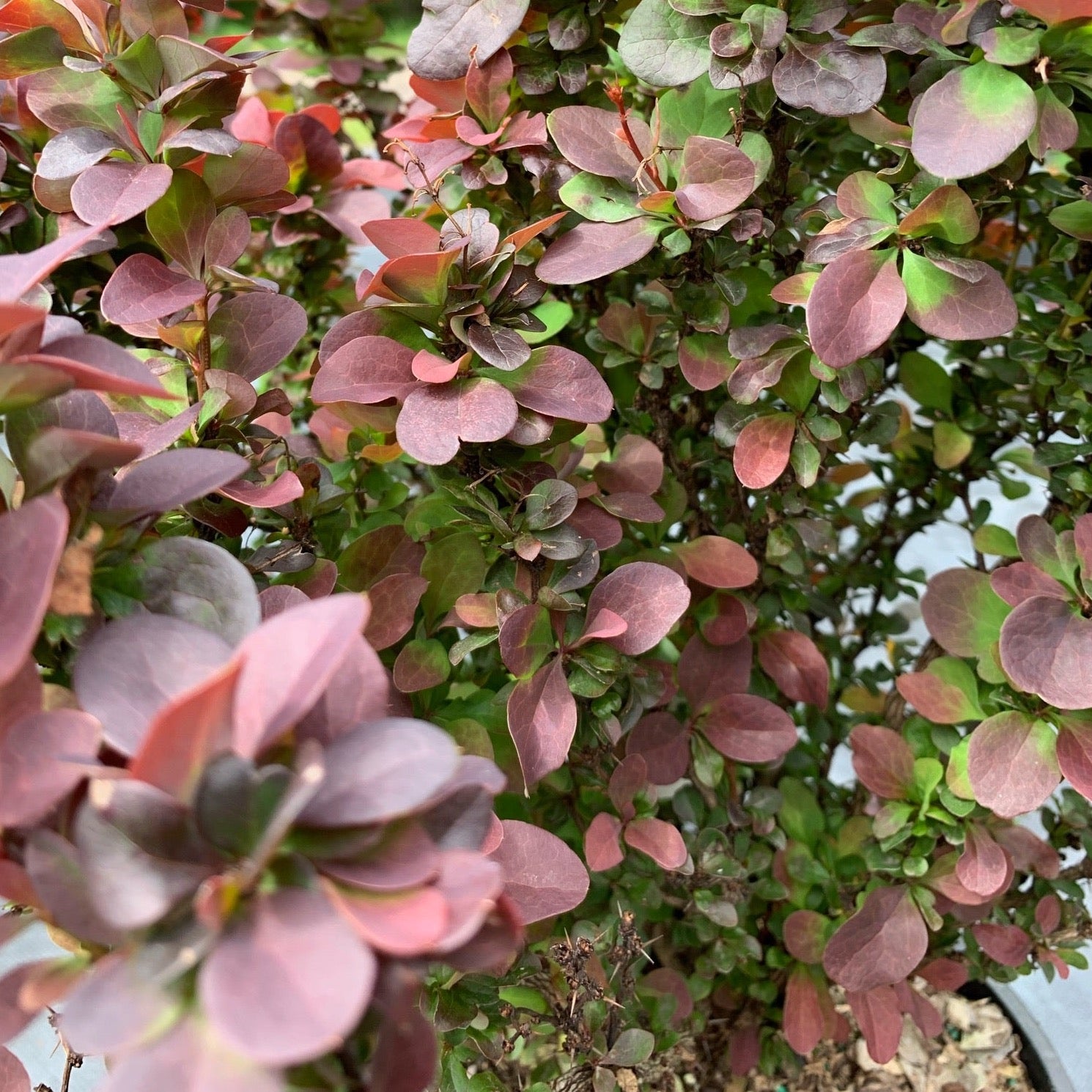 Berberis thunbergii 'Concorde' (Berberis thunbergii ‘Concorde’)