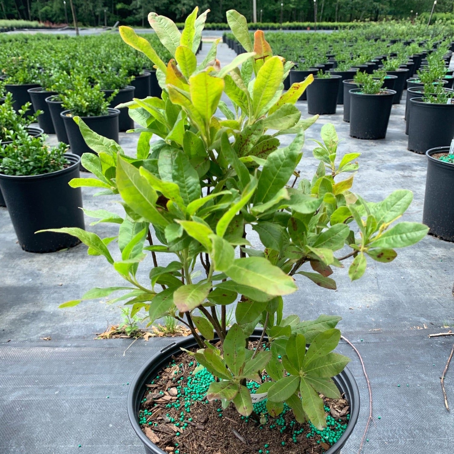 Azalea 'White Light' (Azalée ‘White Lights’)