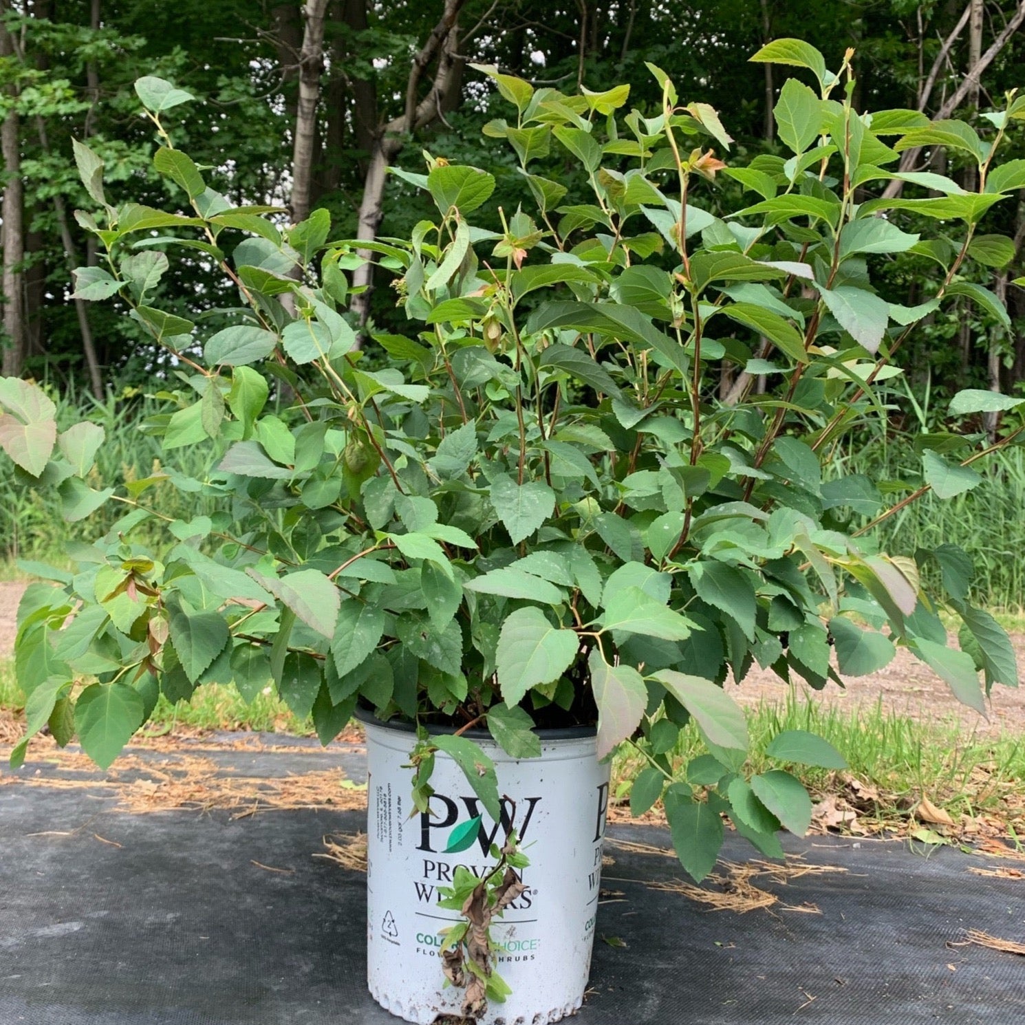 Spiraea Double Play Blue Kazoo PW (Spirée x. media ‘Double Play Blue Kazoo’)