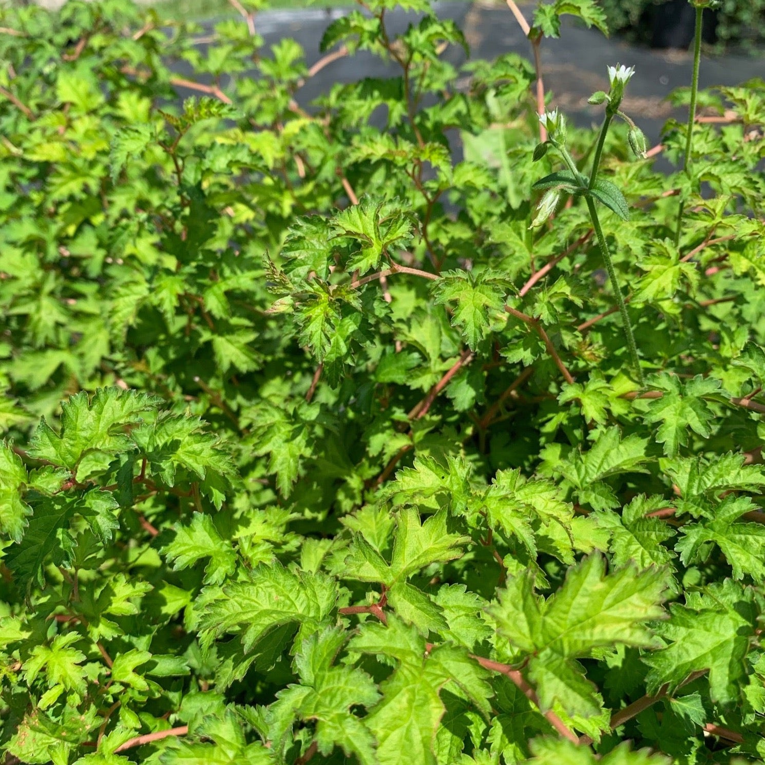 Stephanandra incisa 'Crispa' (Stephanandra ‘Crispée’)