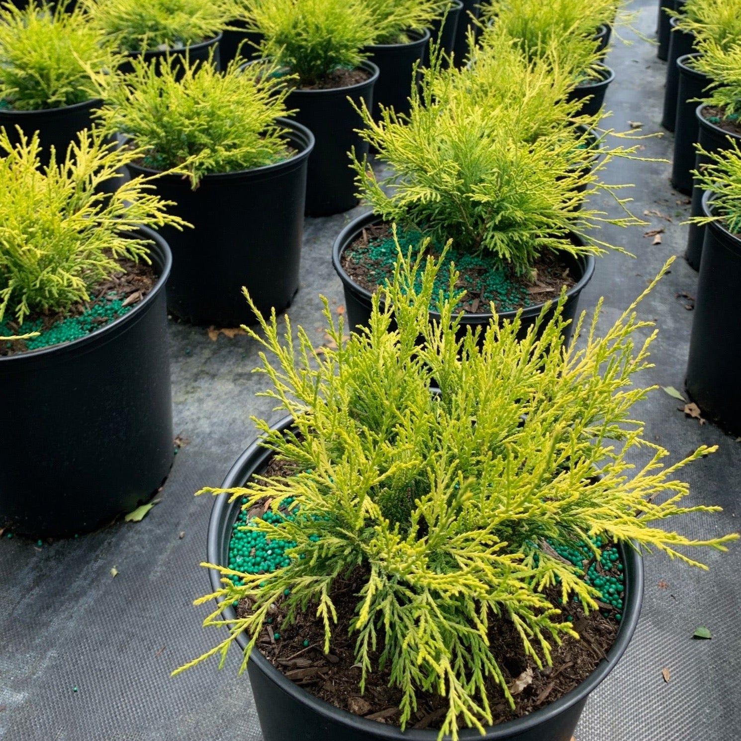 Chamaecyparis pisifera 'Golden Mops' (Faux-cyprès ‘Mops’)