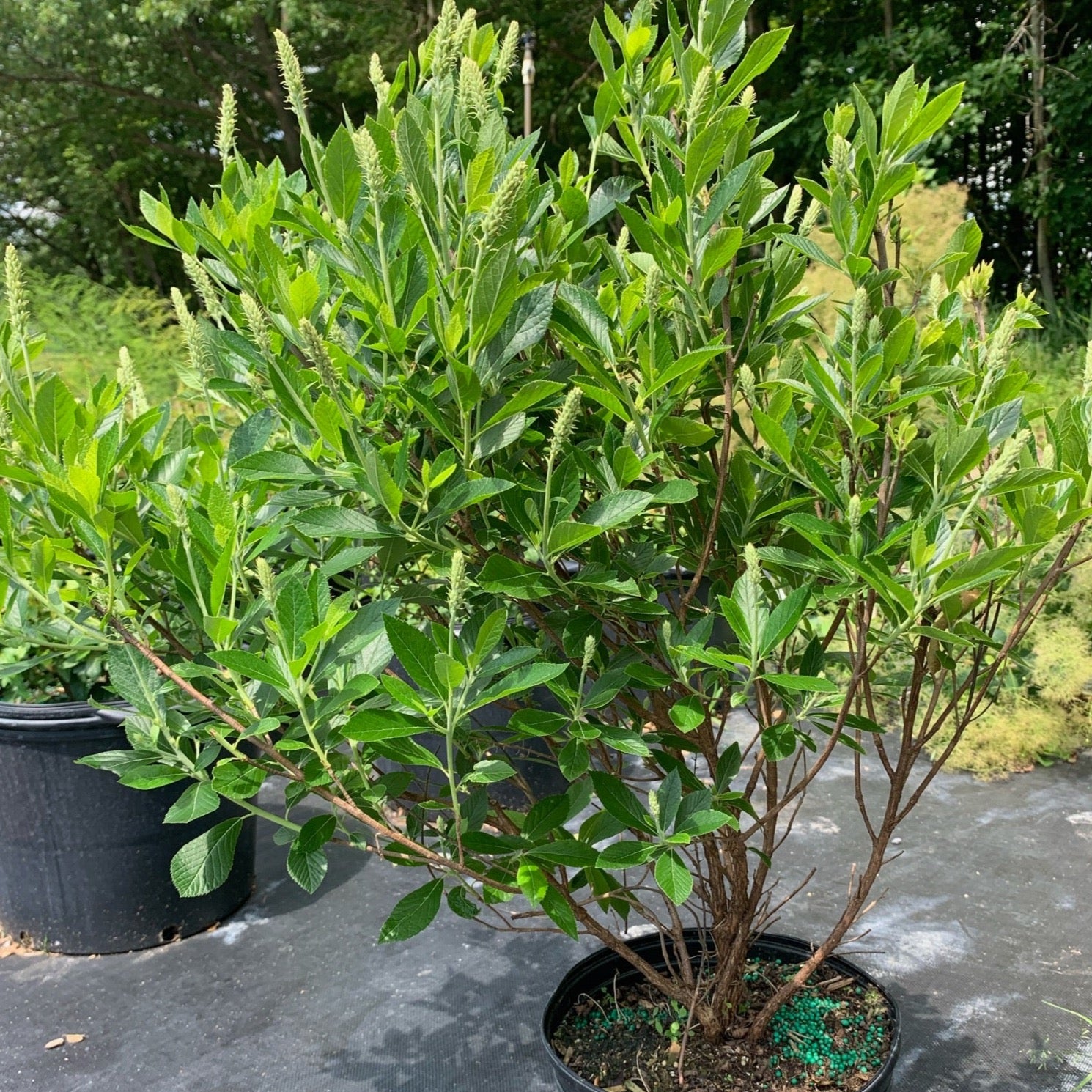 Clethra alnifolia 'Sixteen Candles' (Clèthre ‘Sixteen Candles’)