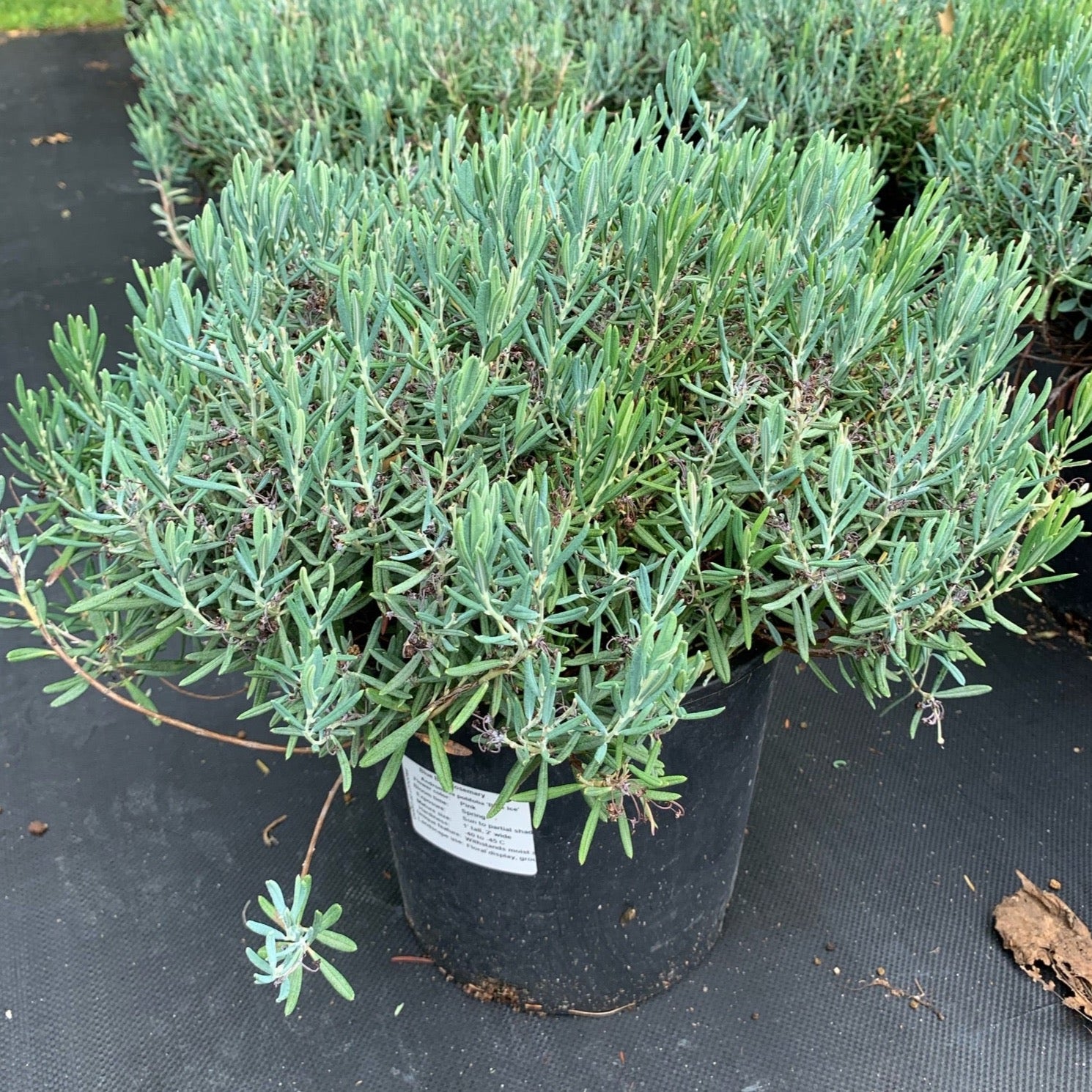 Andromeda polifolia 'Blue Ice' (Andromède ‘Blue Ice’)