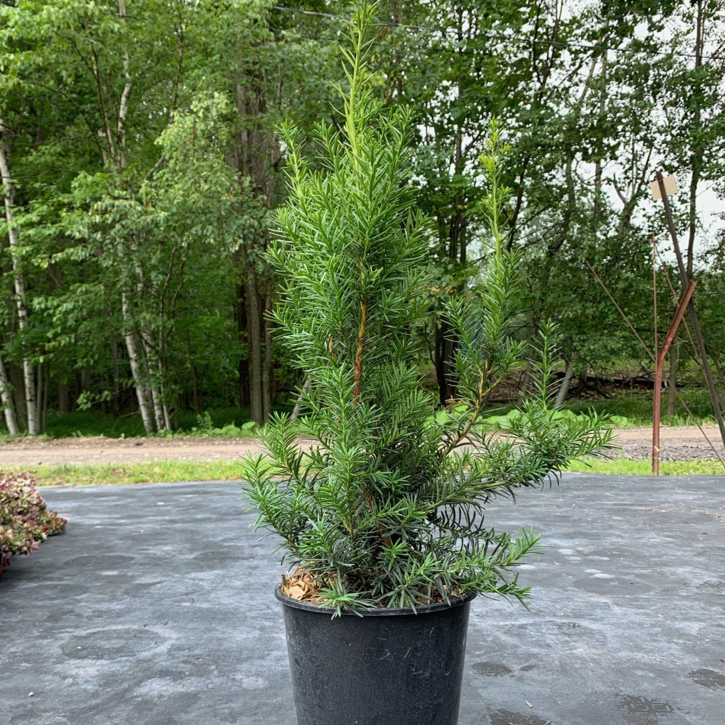 Taxus media 'Hicksii' (If ‘Hicksii’)