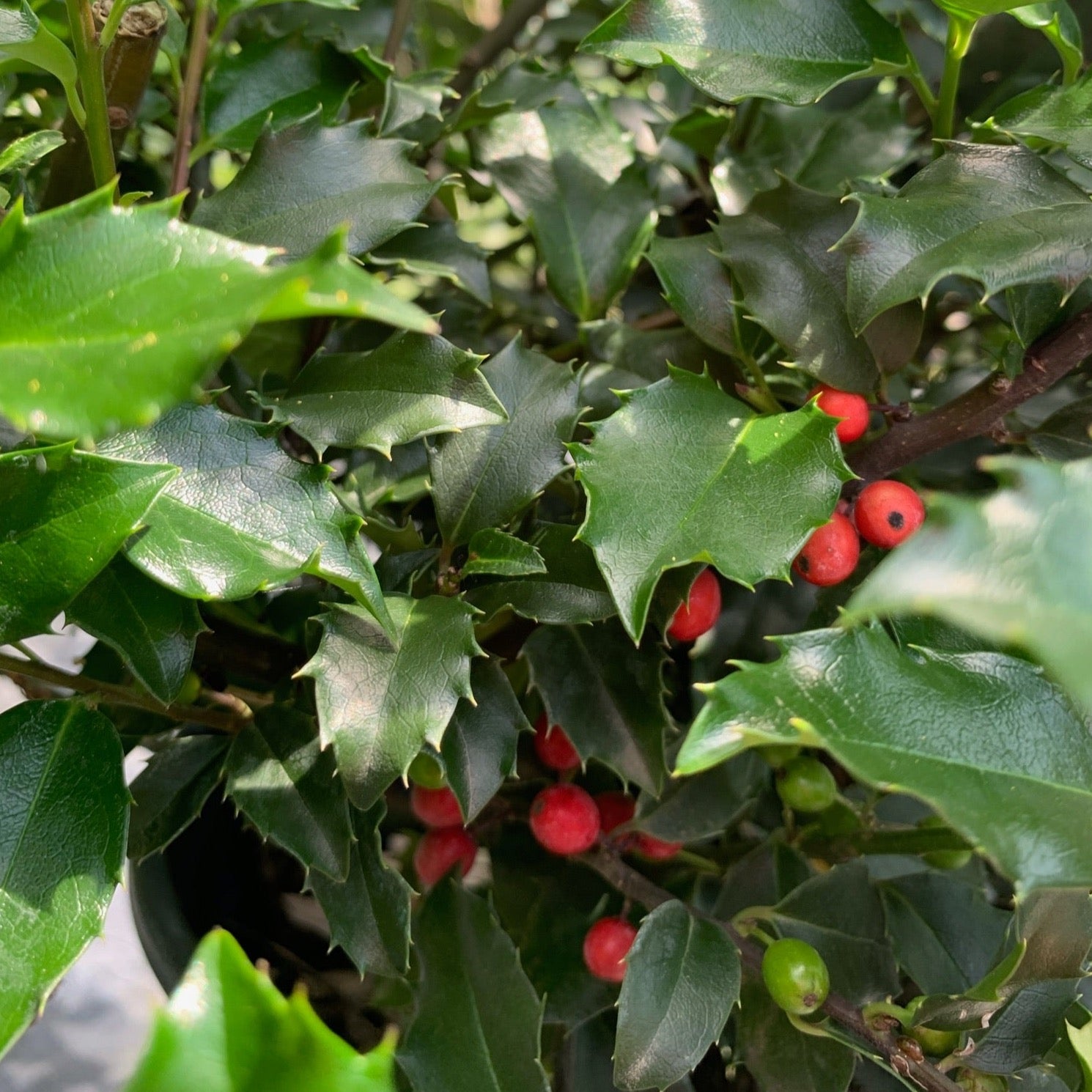 Ilex meserveae 'Blue Princess/Prince' (Houx ‘Blue Princess / Prince’)