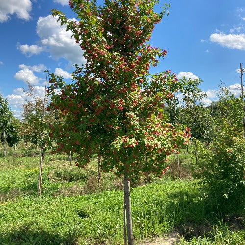 Acer ginnala 'flame' (Érable de l’Amur ‘Flame’)