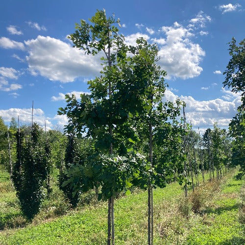 Quercus robur (Chêne anglais)