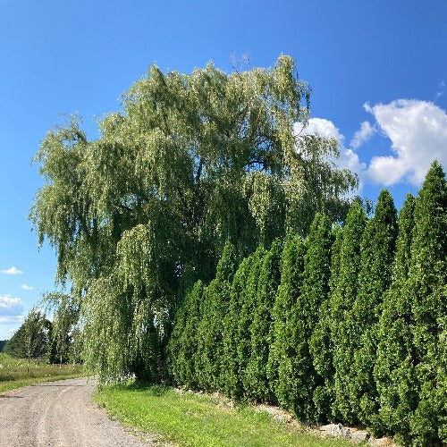 Salix alba 'Tristis' (Saule pleureur doré)