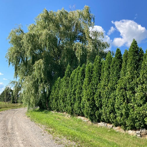 Thuja occidentalis 'Brandon' (Cèdre ‘Brandon’)