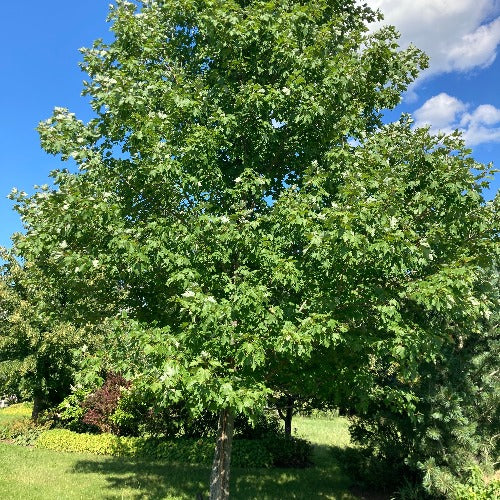 Acer rubrum (Érable rouge)