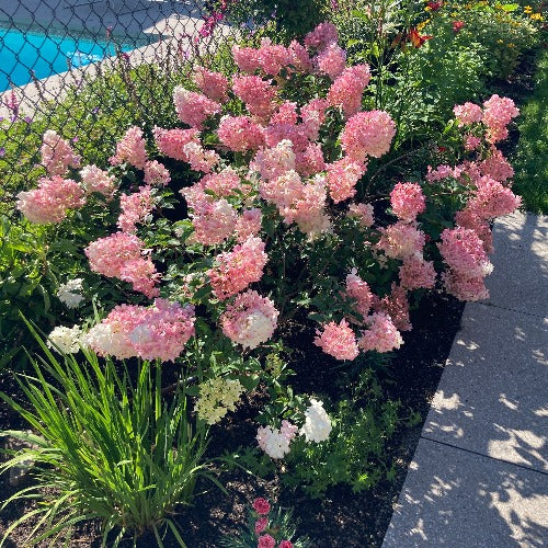 Hydrangea paniculata 'Vanille Fraise' (Hydrangée paniculée ‘Vanille Fraise’)