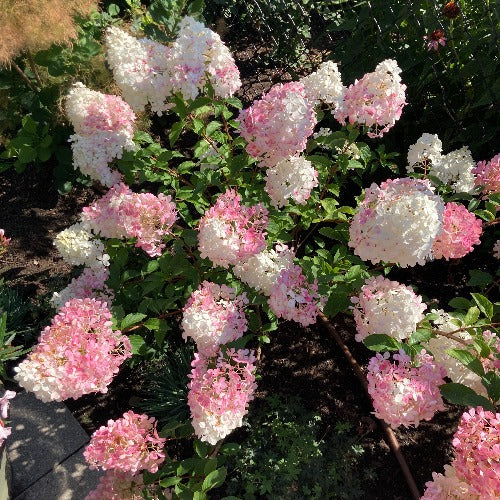 Hydrangea paniculata 'Vanille Fraise' (Hydrangée paniculée ‘Vanille Fraise’)