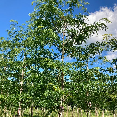 Gleditsia triancanthos 'Street Keeper' (Févier d’Amérique sans épine ‘Street Keeper’)