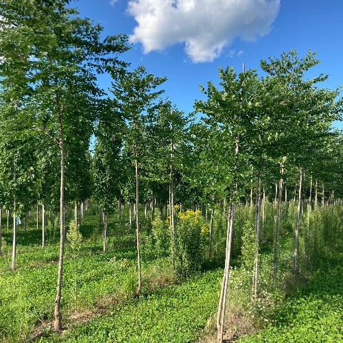 Gymnocladus dioicus (Chicot du Canada, Arbre à café)