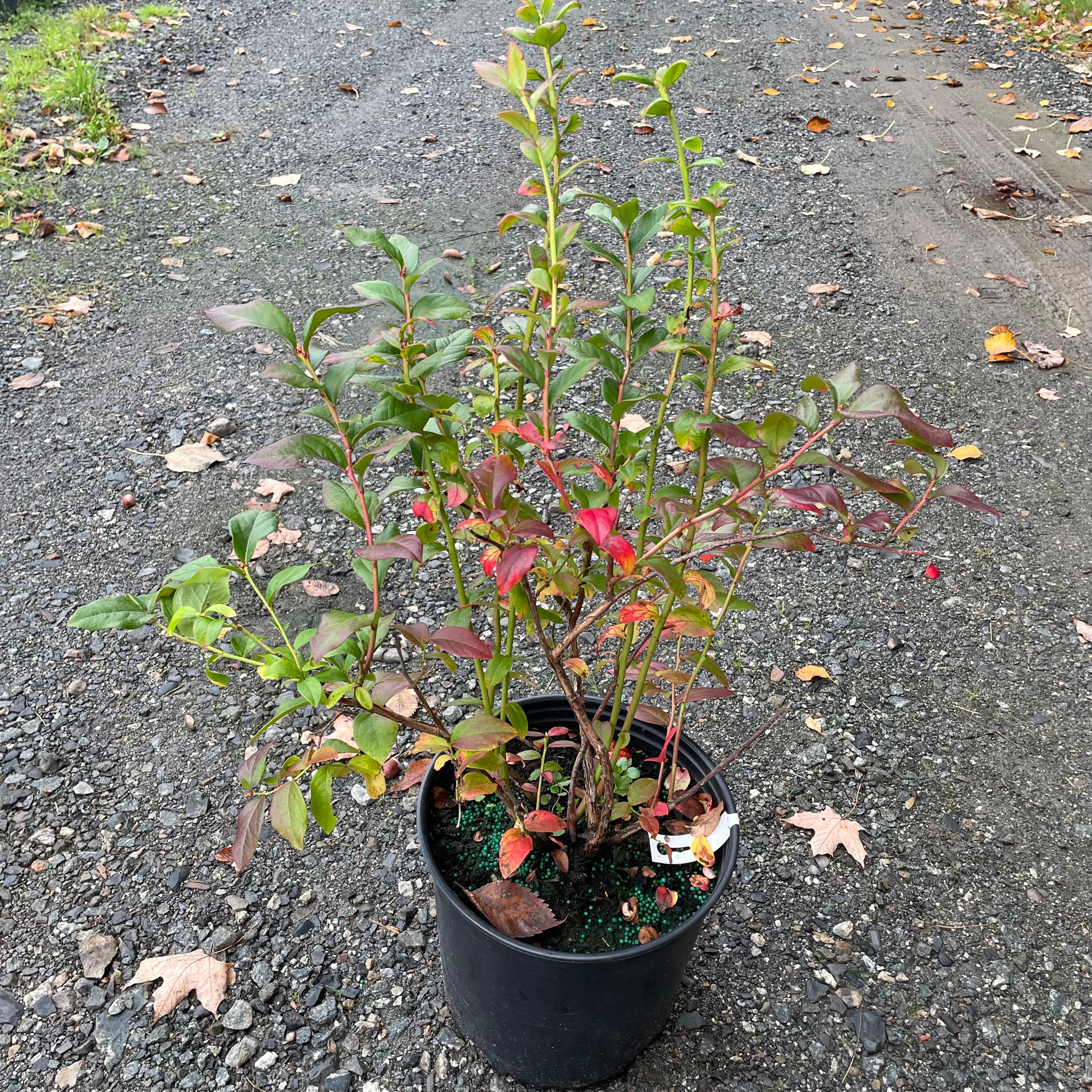 Vaccinium 'Blueray' (Bleuet 'Blueray')