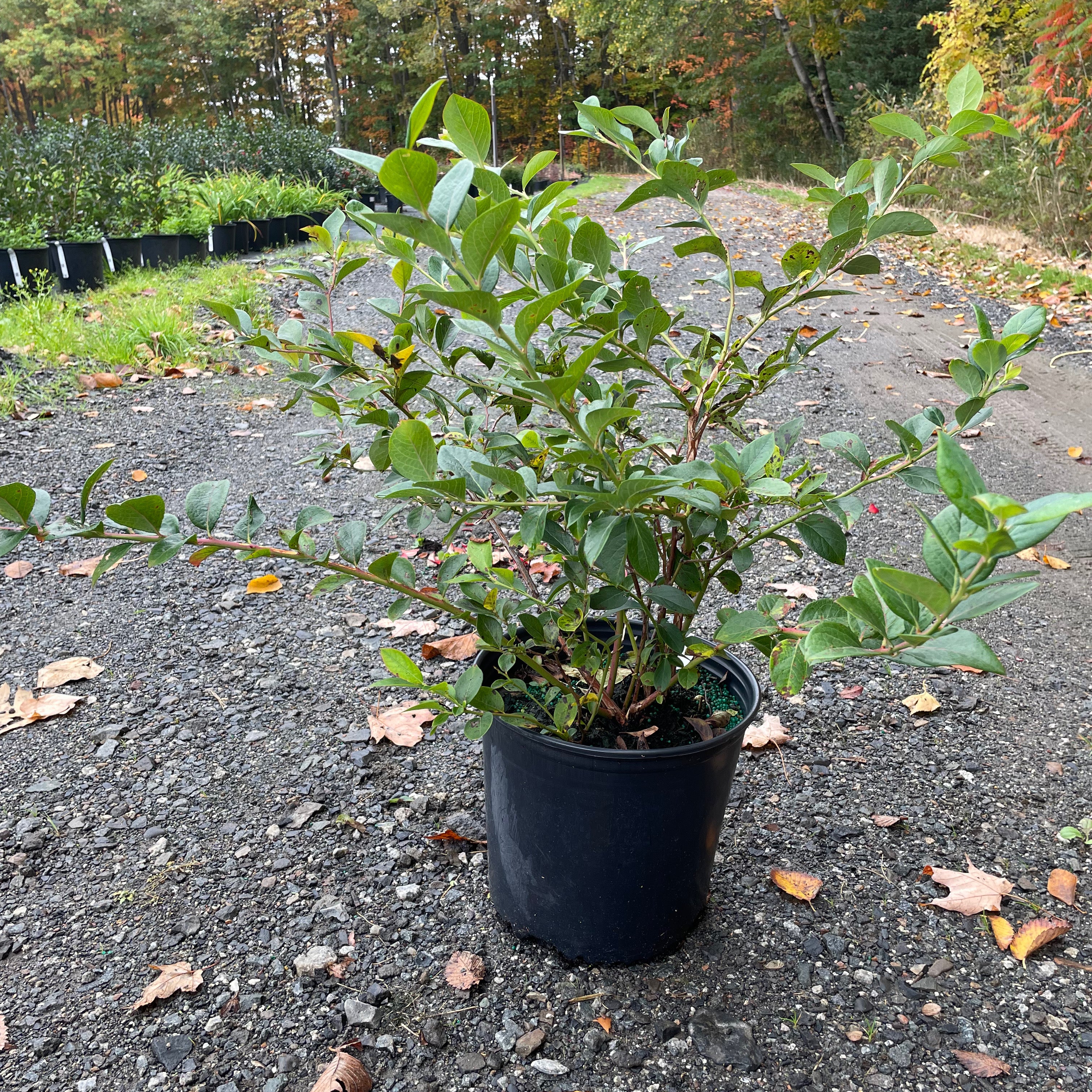 Vaccinium 'Blue ribbon' (Bleuet ‘Blue Ribbon’)