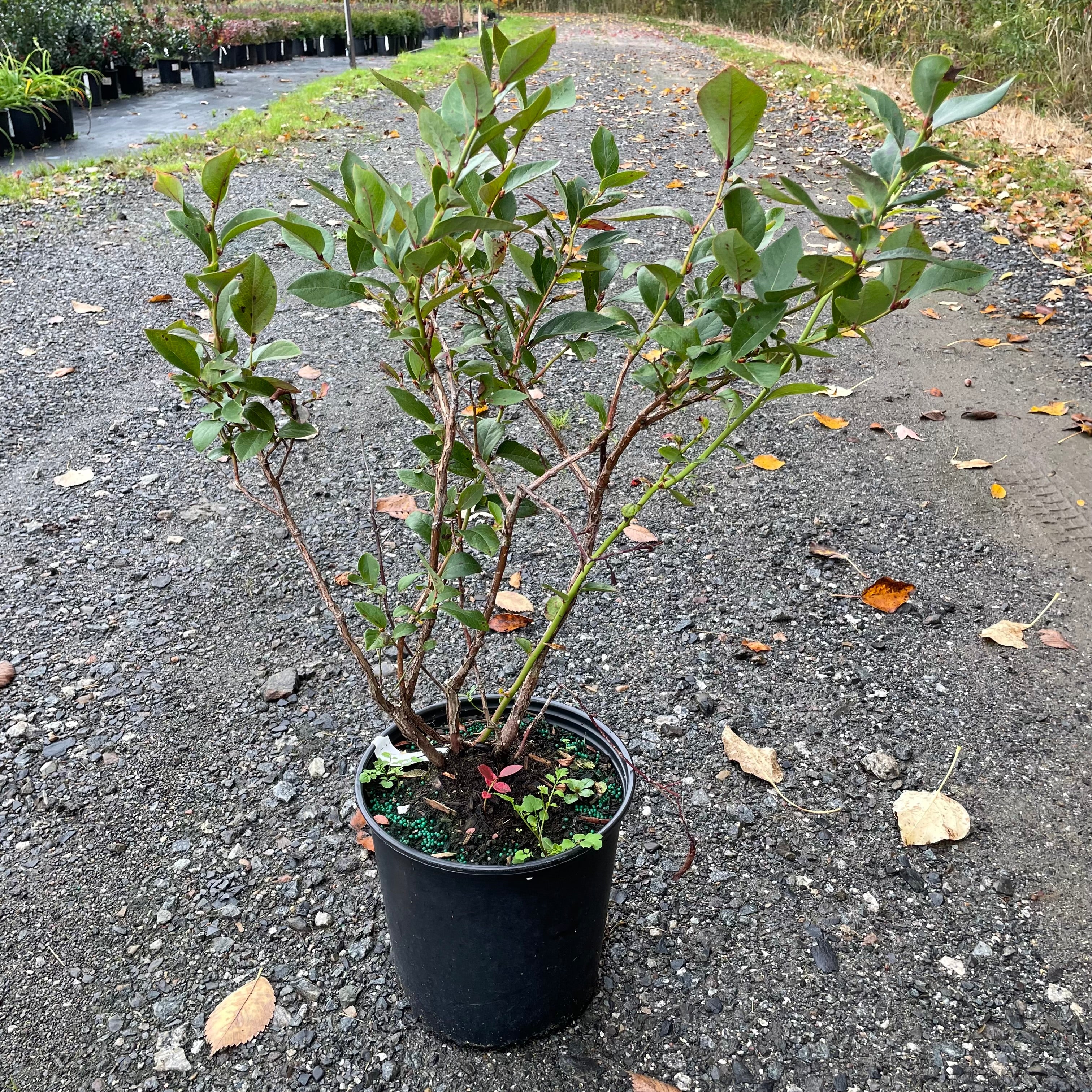 Vaccinium 'Chandler' (Bleuet 'Chandler')