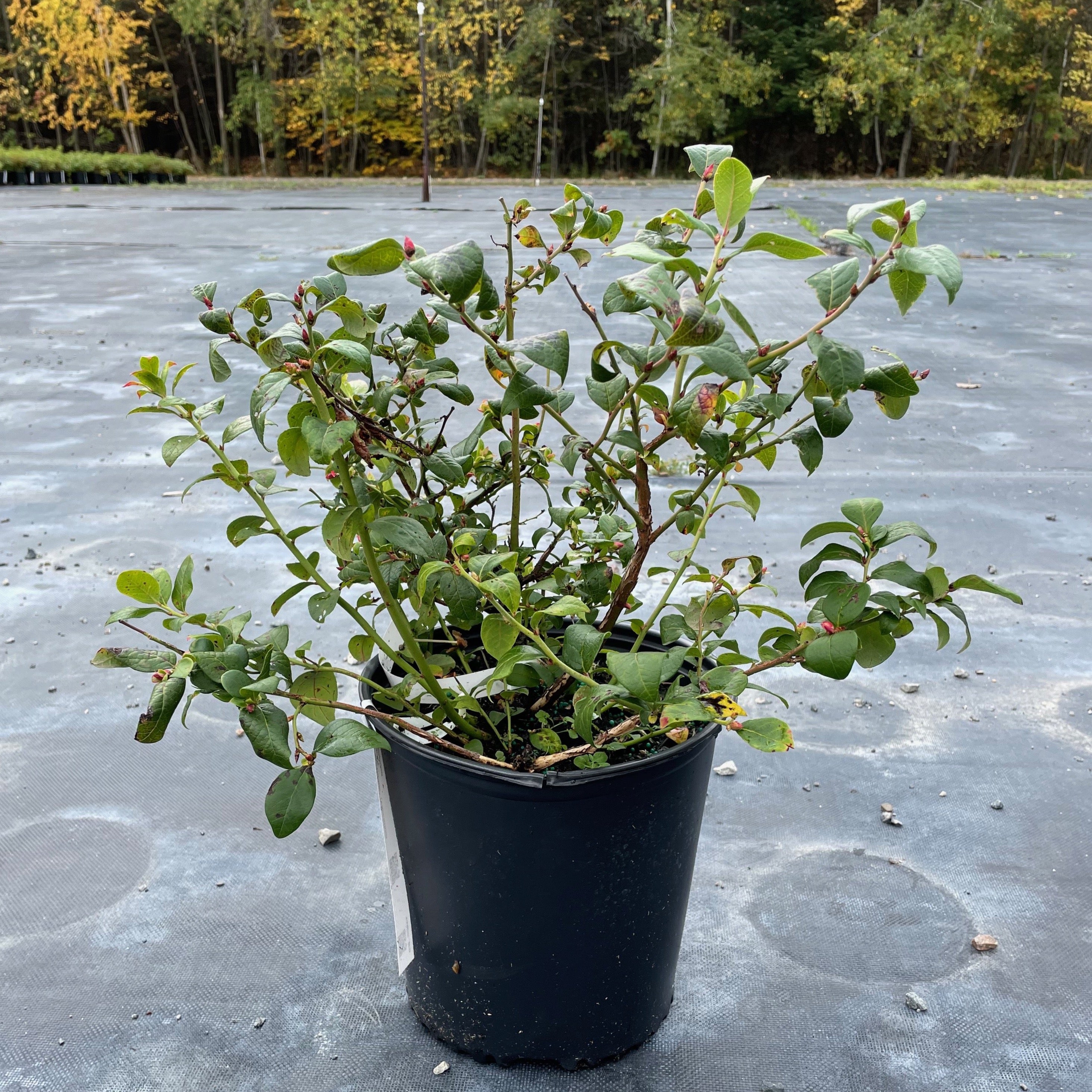 Vaccinium 'Northblue' (Bleuet ‘Northblue’)