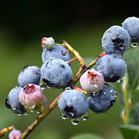 Vaccinium 'Blueray' (Bleuet 'Blueray')