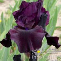 IRIS germanica ‘Black Sergeant’