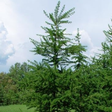 Larix laricinia (Mélèze laricin)