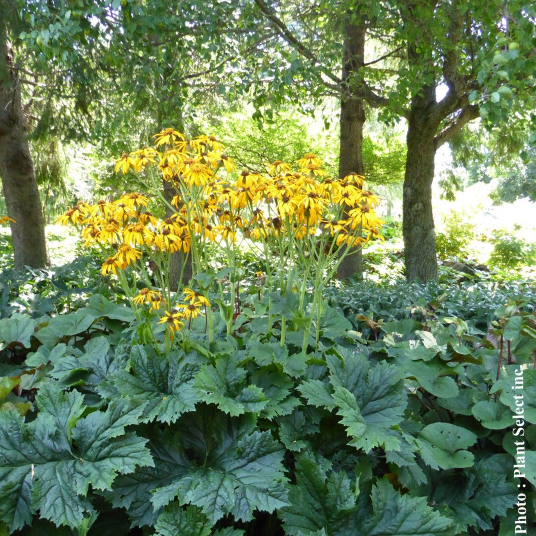 LIGULARIA ‘Osiris Majesté’