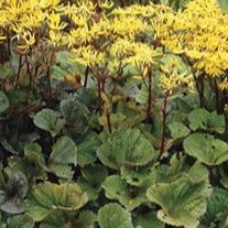 LIGULARIA dentata ‘Othello’