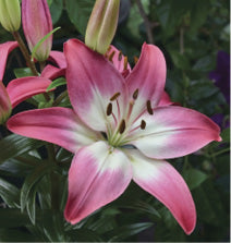 LILIUM asiatique ‘Tiny Diamound’