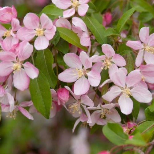 Malus 'Louisa' (pleureur) (Pommetier 'Louisa' pleureur)