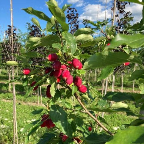 Malus 'Dolgo' (Pommetier 'Dolgo')